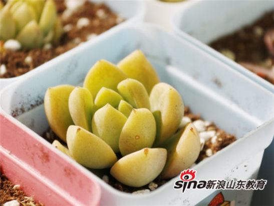 haobo.com举办第七届全国大学生绿植领养活动：有种青年 为爱发声